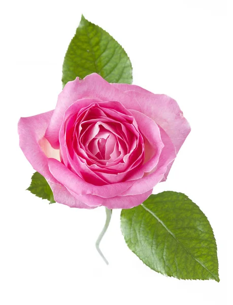Hermosa flor de rosa aislada sobre fondo blanco — Foto de Stock
