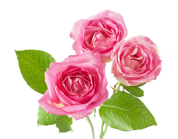 Indah mawar merah muda sekelompok — Stok Foto