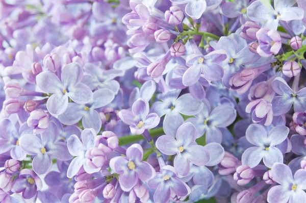 Beautiful Lilac flowers background — Stock Photo, Image