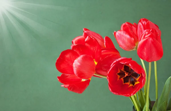 Schöner roter Tulpenstrauß — Stockfoto