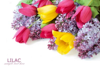 Eflatun çiçekler grup beyaz arka plan üzerinde izole Lale ile