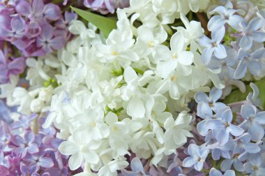 Eflatun çiçekler arka plan bakış