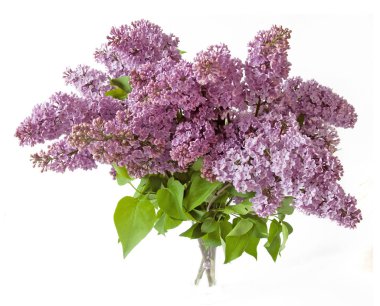 Eflatun çiçekler grup beyaz arka plan üzerinde izole