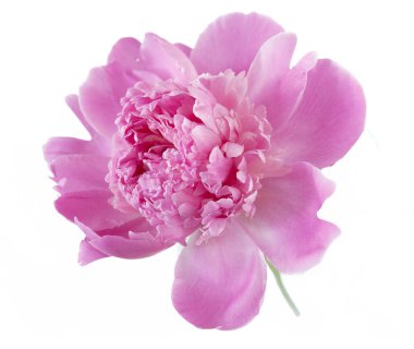 Beyaz arkaplanda şakayık izole