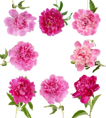 Şakayık izole üzerinde beyaz arka plan belirleme