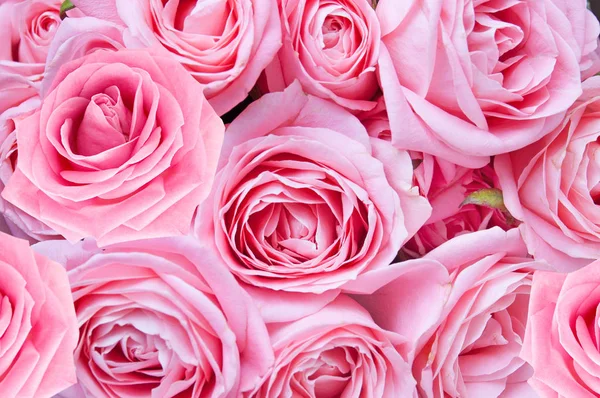 Beautiful pink rose bunch — Stock Photo, Image