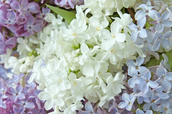 Eflatun çiçekler arka plan bakış