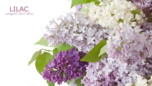 Bouquet de fleurs de lilas isolé sur fond blanc — Photo