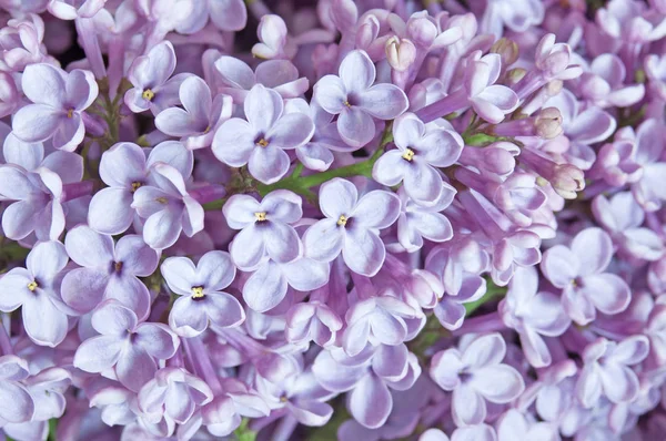 Lilac flowers background closeup — Stock Photo, Image