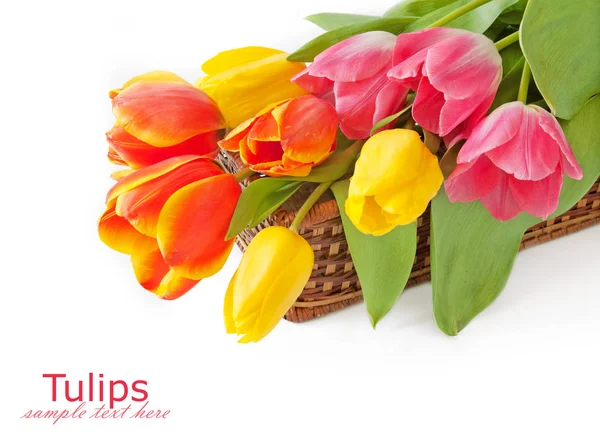 Tulips bunch isolated on white background — Stock Photo, Image