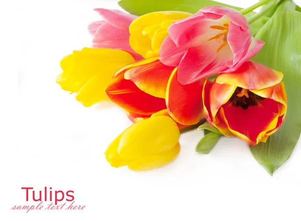 Manojo de tulipanes aislado sobre fondo blanco —  Fotos de Stock