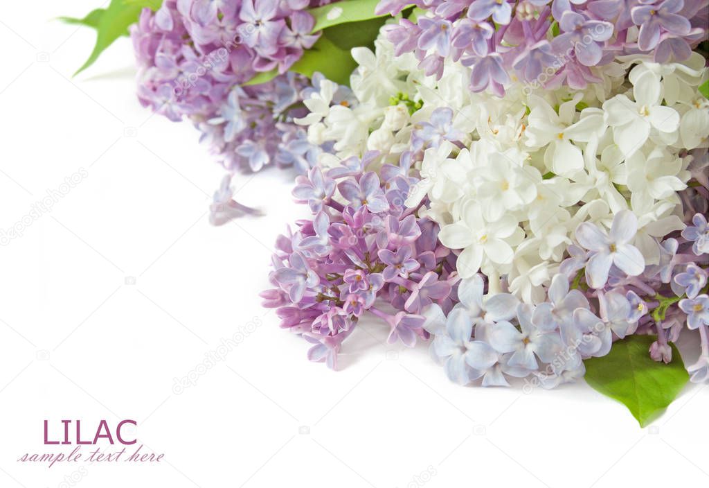 Lilac flowers bunch isolated on white background
