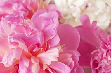 taze parlak çiçek açan peonies çiçek arka plan. Beyaz ve pembe tomurcuk