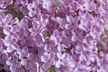 Leylak çiçekleri arka plan