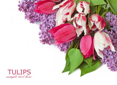 Beyaz arka plan üzerinde izole leylak ve Lale çiçek