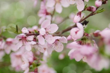 Kiraz çiçeği ile yumuşak odak ve renk filtresi, Sakura Sezon arka plan.