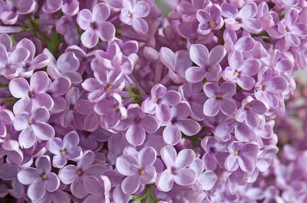 Leylak çiçekleri arka plan