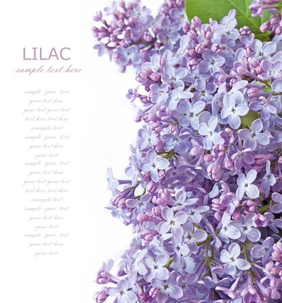 Lilac blommor bakgrund — Stockfoto