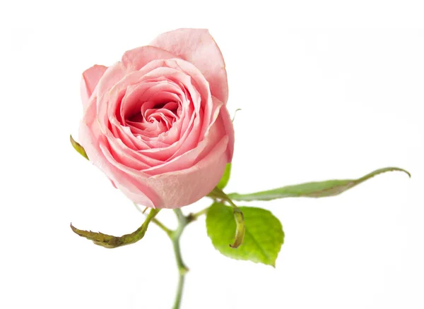 Pink rose isolated on white background — Stock Photo, Image