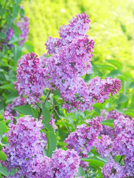 Lilac flowers background — Stock Photo, Image