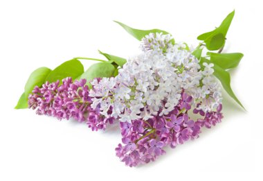 Eflatun çiçekler grup beyaz arka plan üzerinde izole