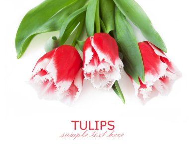 Lale demet izole üzerinde beyaz arka plan