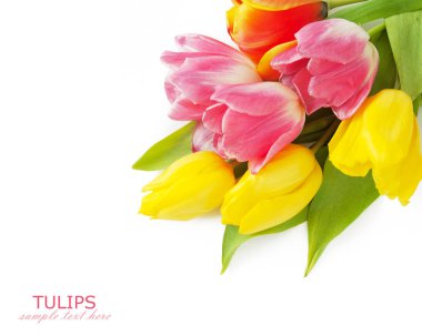 Lale demet izole üzerinde beyaz arka plan