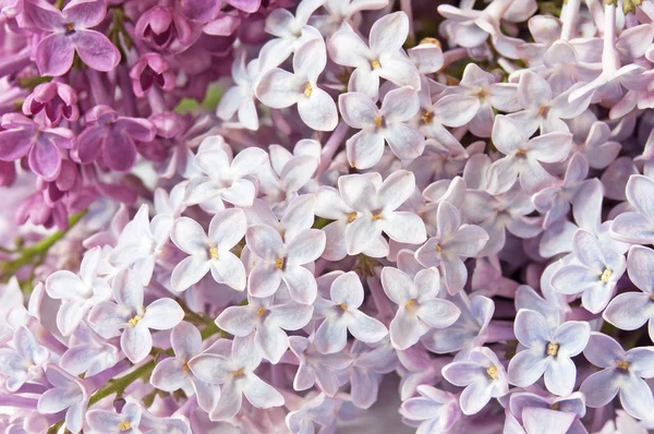 Lilac flowers background closeup — Stock Photo, Image