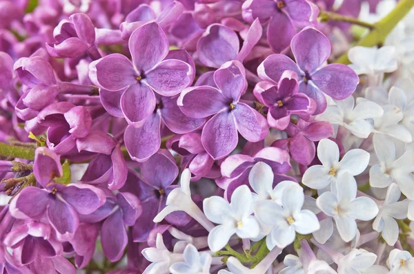 Flieder Blumen Hintergrund Nahaufnahme — Stockfoto