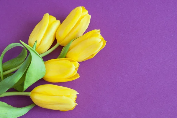 Mimosen-Blumen und gelber Tulpenstrauß — Stockfoto