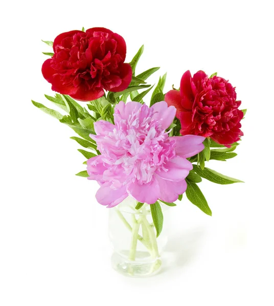 Peony bunch isolated on white background