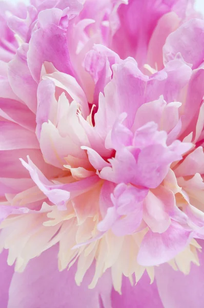 Ροζ παιωνία λουλούδι μακρο — Φωτογραφία Αρχείου