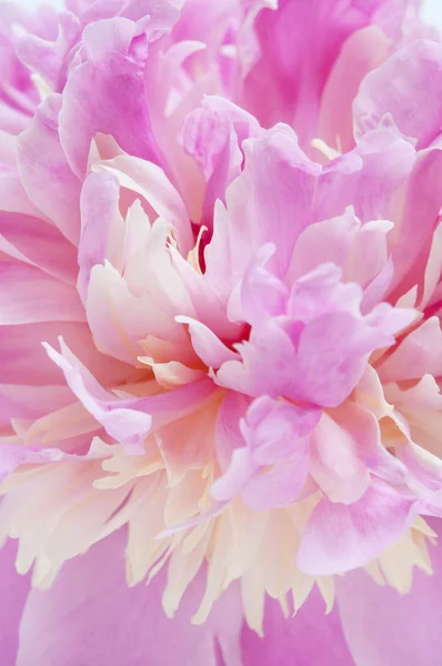 Lyserød pæon blomst makro - Stock-foto