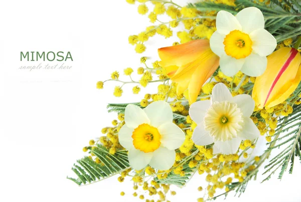 Ramo de flores de Mimosa y narciso aislado sobre fondo blanco —  Fotos de Stock