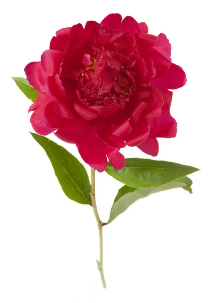 Peony isolated on white background — Stock Photo, Image