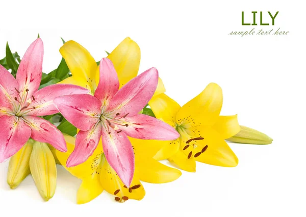 Yellow and pink lily flowers isolated on white background — Stock Photo, Image