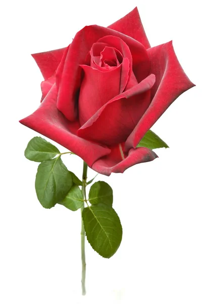 Mooie roos geïsoleerd op witte achtergrond — Stockfoto