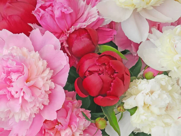 Beautiful peony in garden — Stock Photo, Image