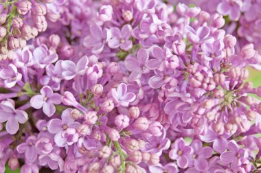 Eflatun çiçekler çok güzel arka plan