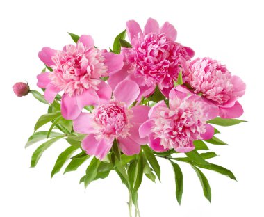 Şakayık demet izole üzerinde beyaz arka plan