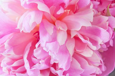 Güzel Şakayık çiçeği makro