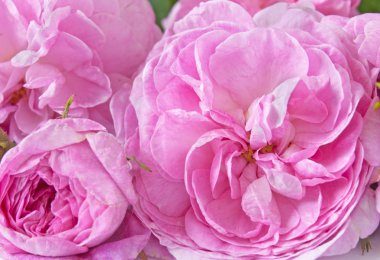 Güzel pembe gül demet 