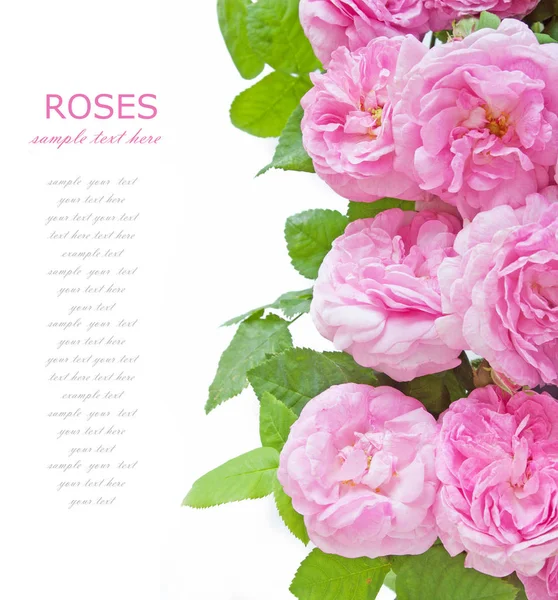 Beautiful pink rose bunch — Stock Photo, Image