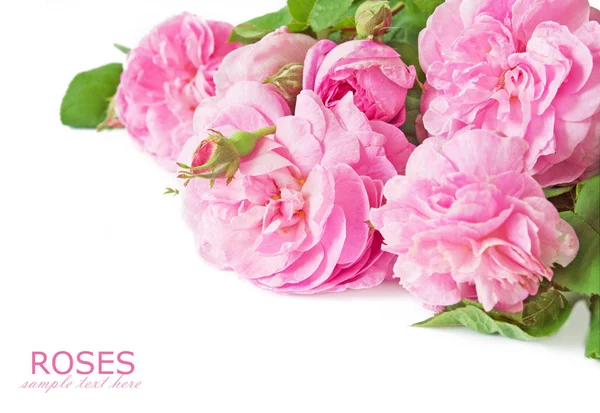 Beautiful pink rose bunch — Stock Photo, Image