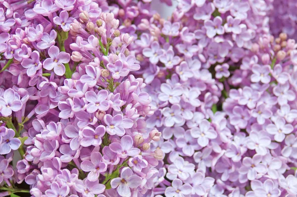 美丽的淡紫色花朵背景 — 图库照片