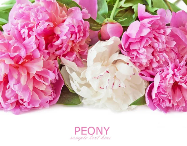 Peony bunch geïsoleerd op witte achtergrond — Stockfoto