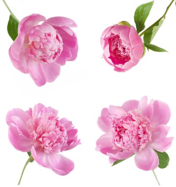 beyaz arkaplanda yalıtılmış şakayık çiçeği