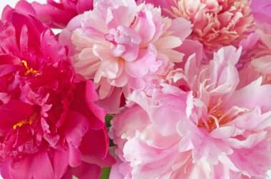 Şakayık demet izole üzerinde beyaz arka plan