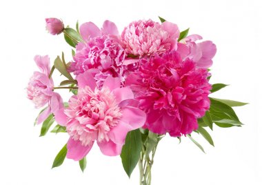 Şakayık demet izole üzerinde beyaz arka plan