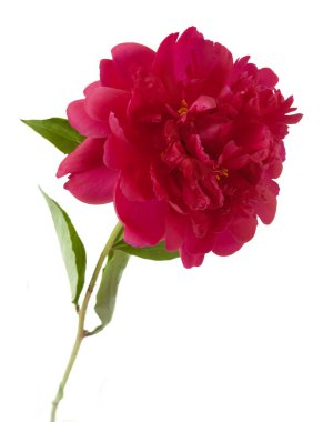 beyaz arkaplanda yalıtılmış şakayık çiçeği